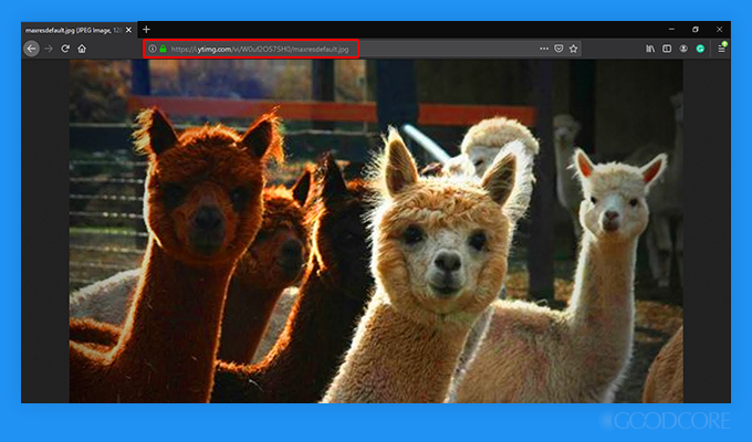 Happy llamas